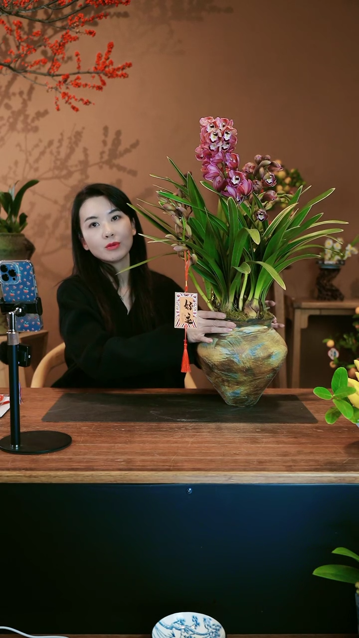 【闪购商品】盆景金边紫霞