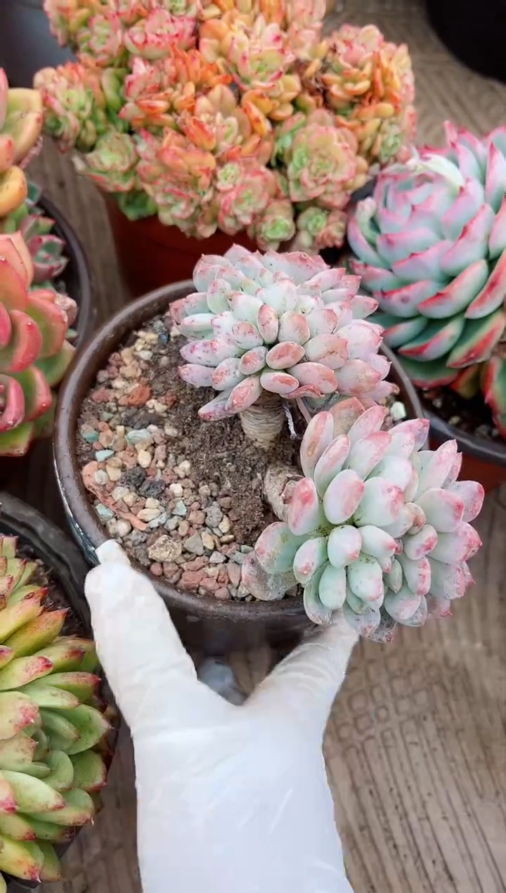 【闪购商品】04335