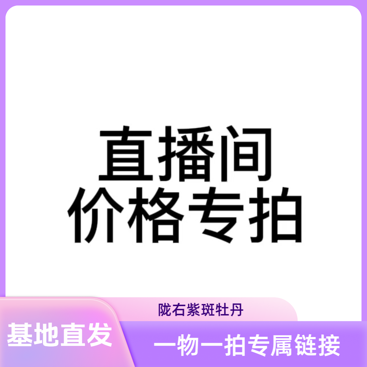 基地直发嫁接精品观赏紫斑牡丹抗旱耐寒室外庭院直播间一物一拍