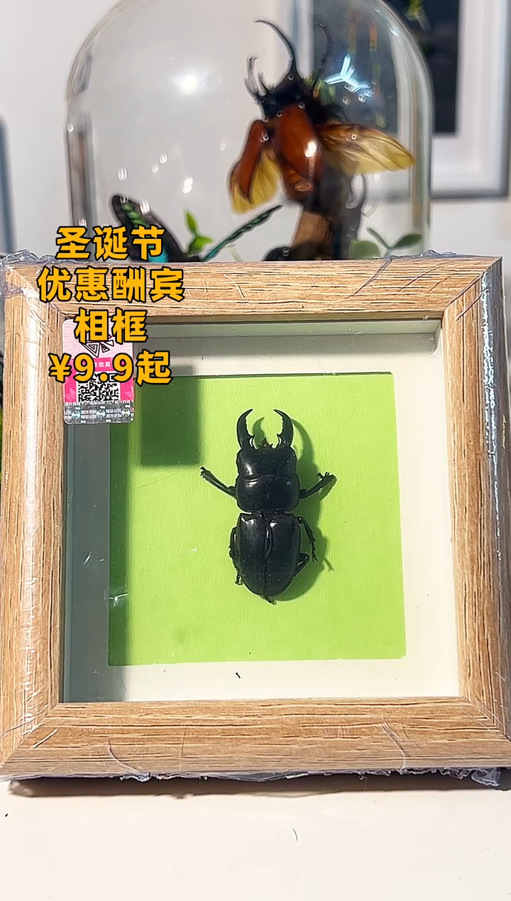 有机玻璃锹甲111111