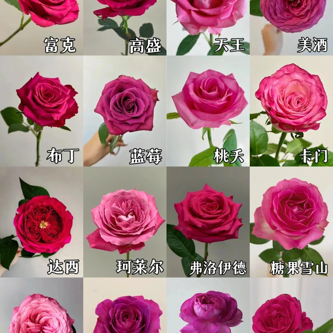 玫瑰合集，一单中通包邮，两单及以上顺丰冷链包邮！【花燃花坊玫瑰】 