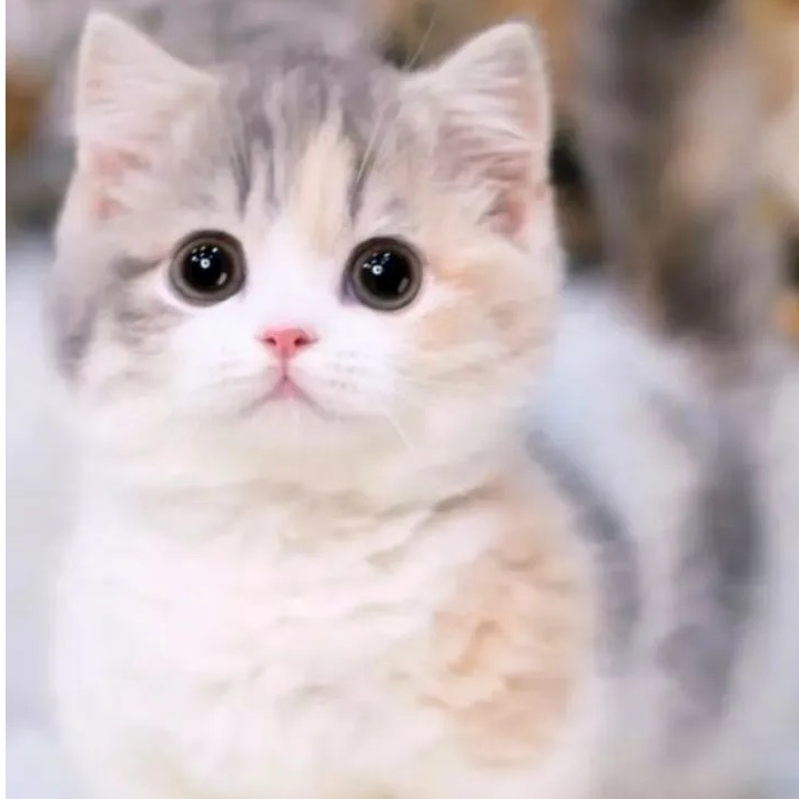 自繁育批发价猫咪纯种（运费自理）