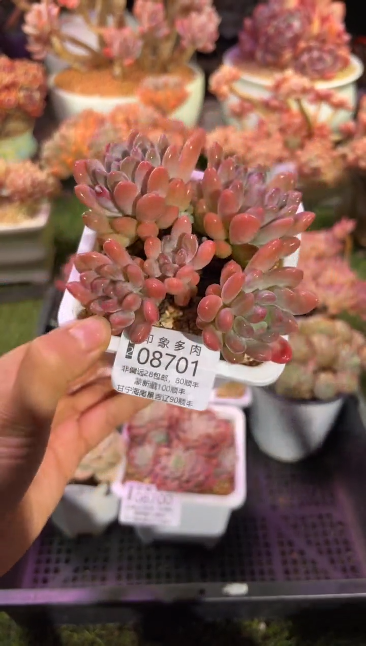 【闪购商品】08701