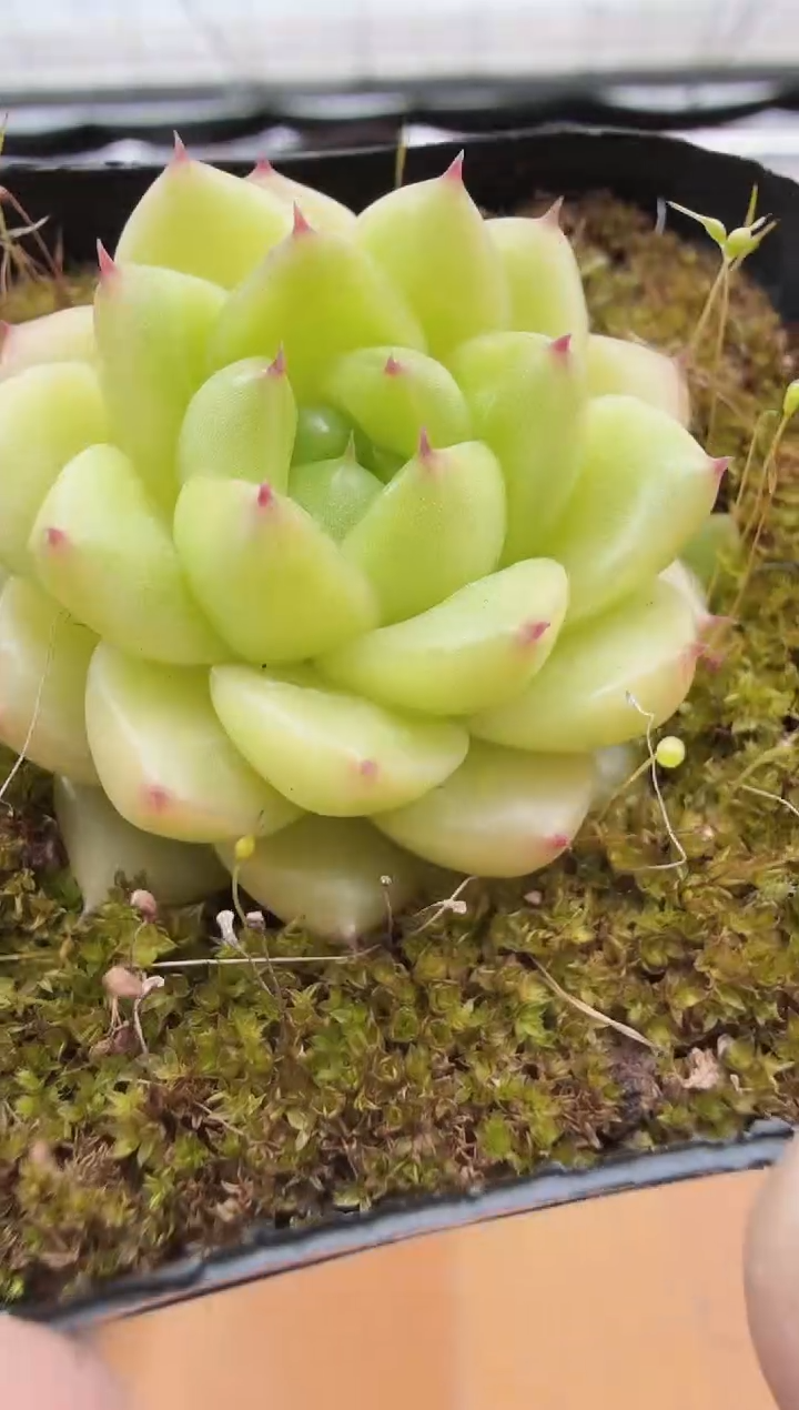 东云多肉园新款-60