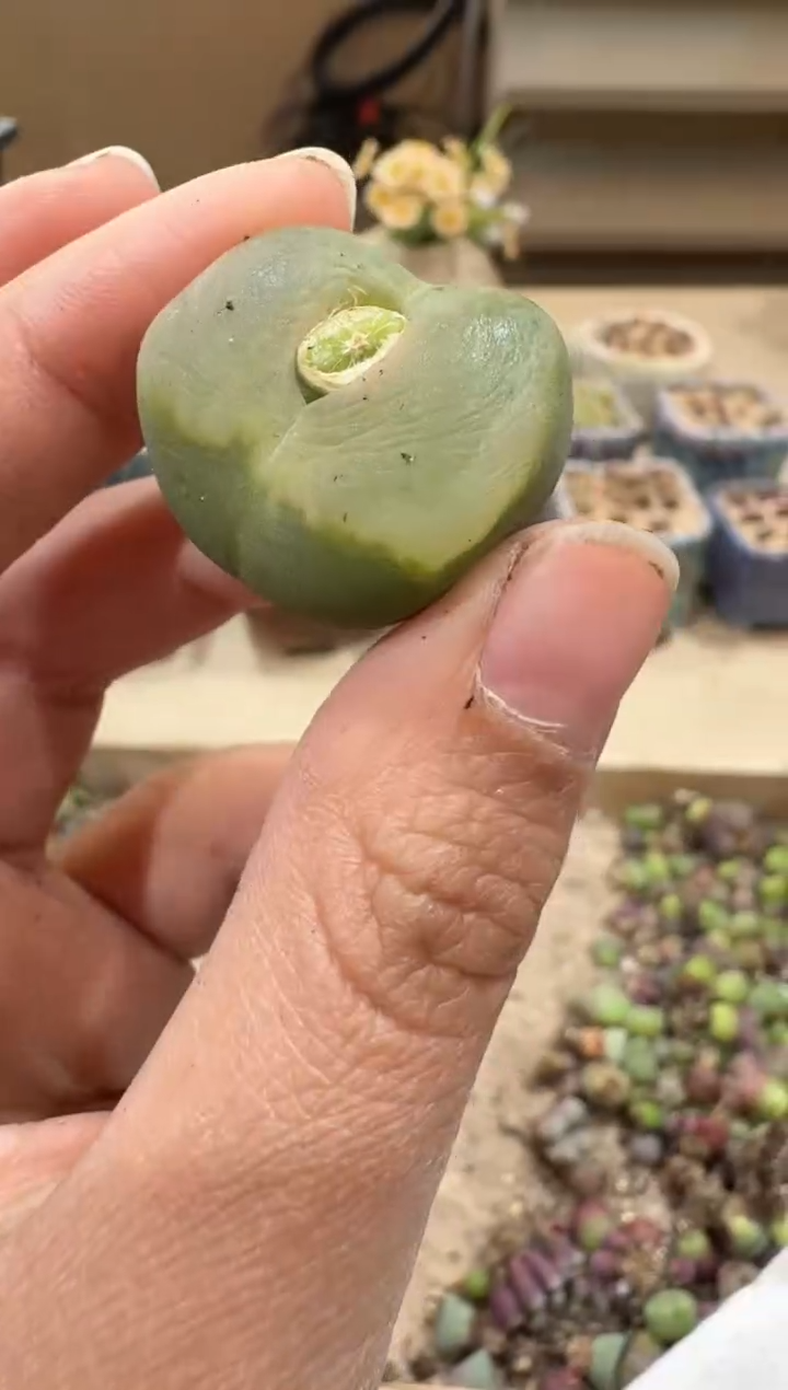 28-46多肉植物肉锥