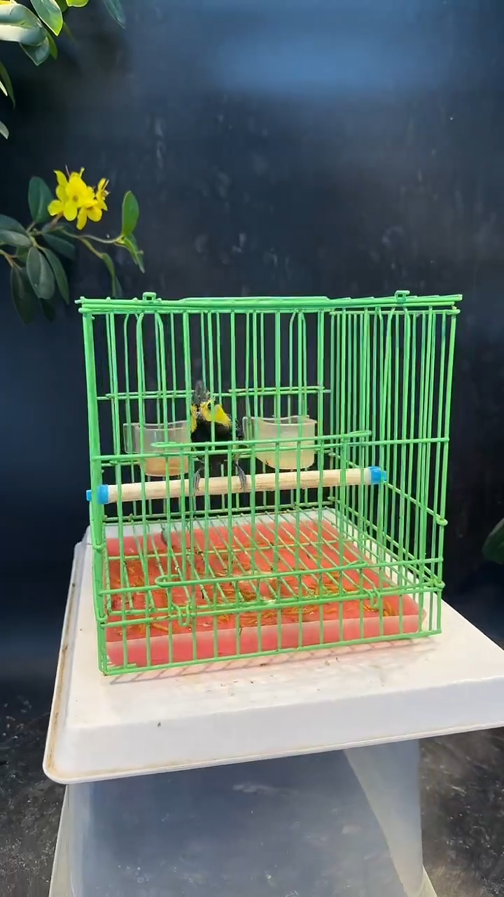 61号  黄颊养笼  0元起拍