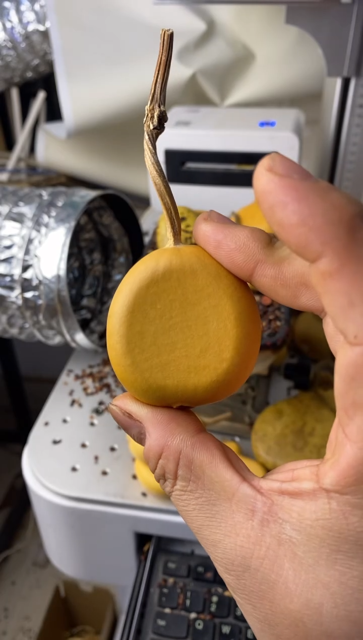 小*葫芦葫芦葫芦葫芦