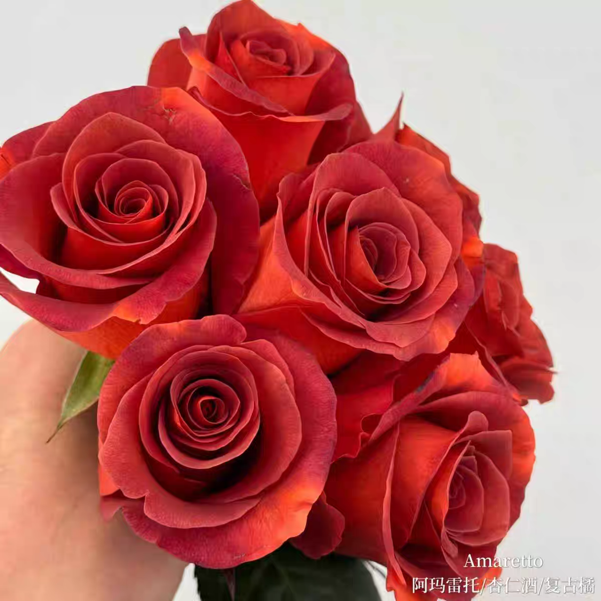 阿玛雷托/杏仁酒盆栽切花复古橙色月季