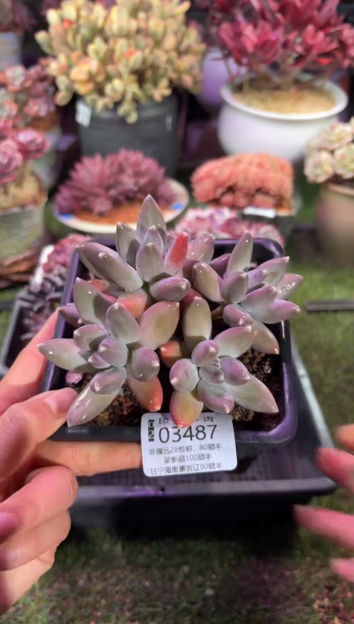 【闪购商品】03487