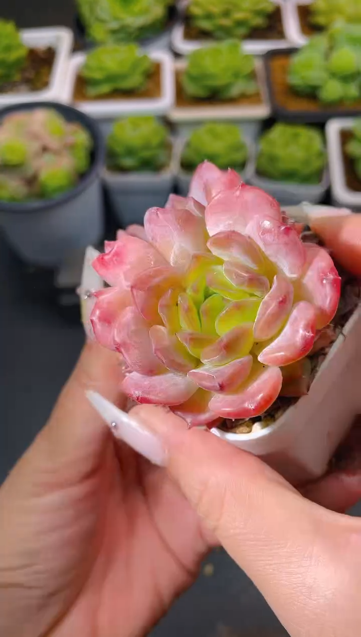020草莓冰魄量拍发一颗