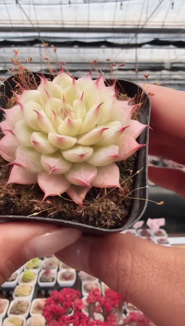 东云多肉园新款-175