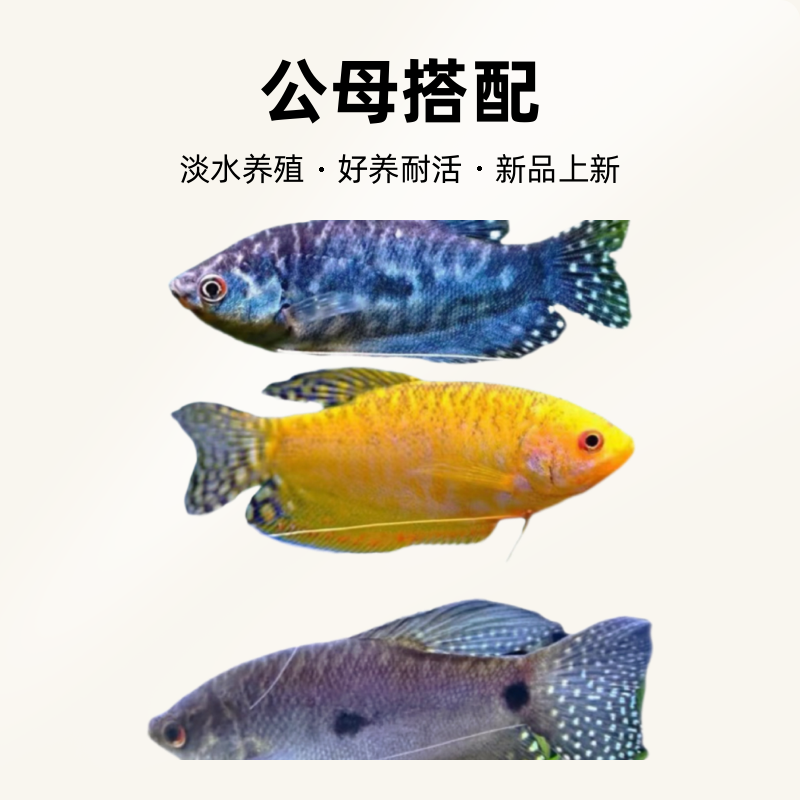 曼龙鱼（大的种鱼）好养耐活