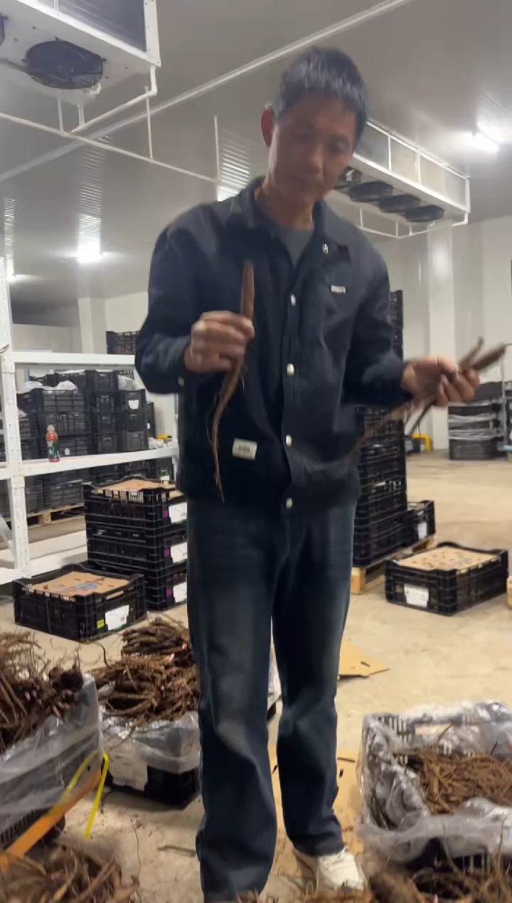 M*N89  MSN  典雅香槟