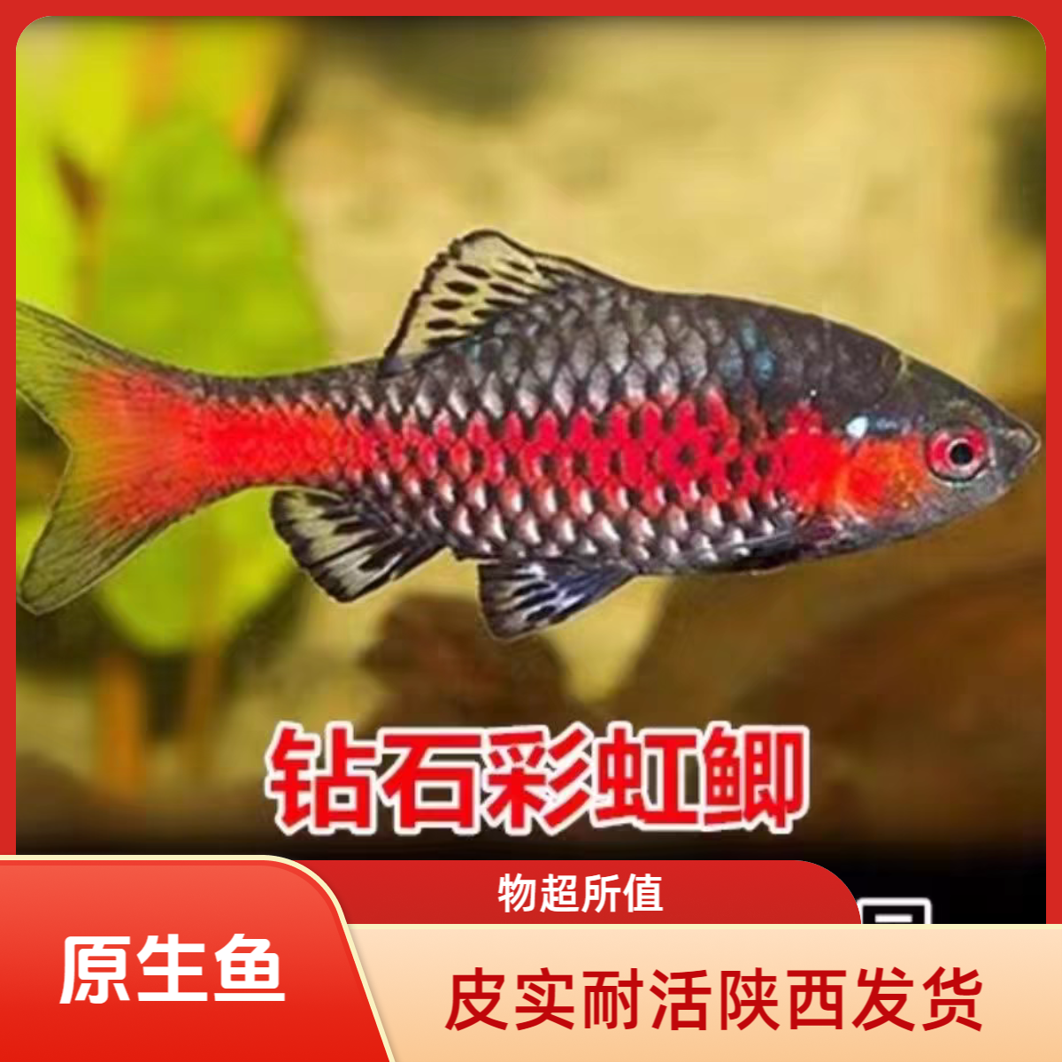 陕西发货包邮彩虹鲫大帆玫瑰鲫无需加温冷水原生钻石观赏鱼群游