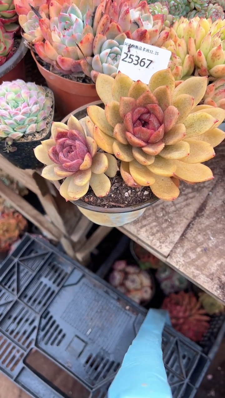 এ****?多肉植物一物一拍25367
