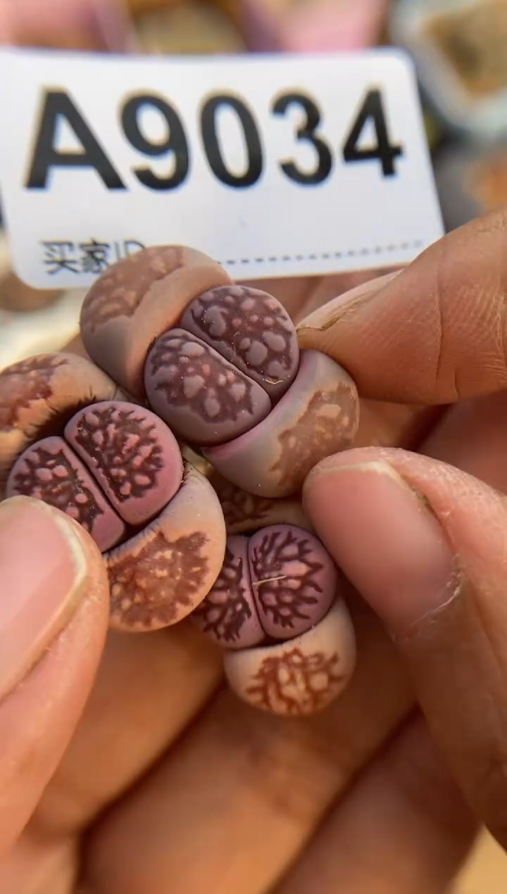 【闪购商品】9034直播一物一拍