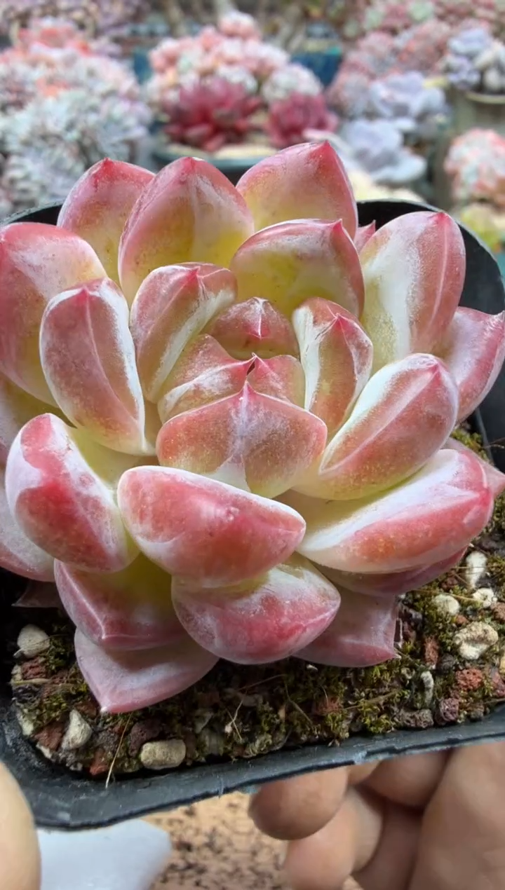 东云多肉园二店-283