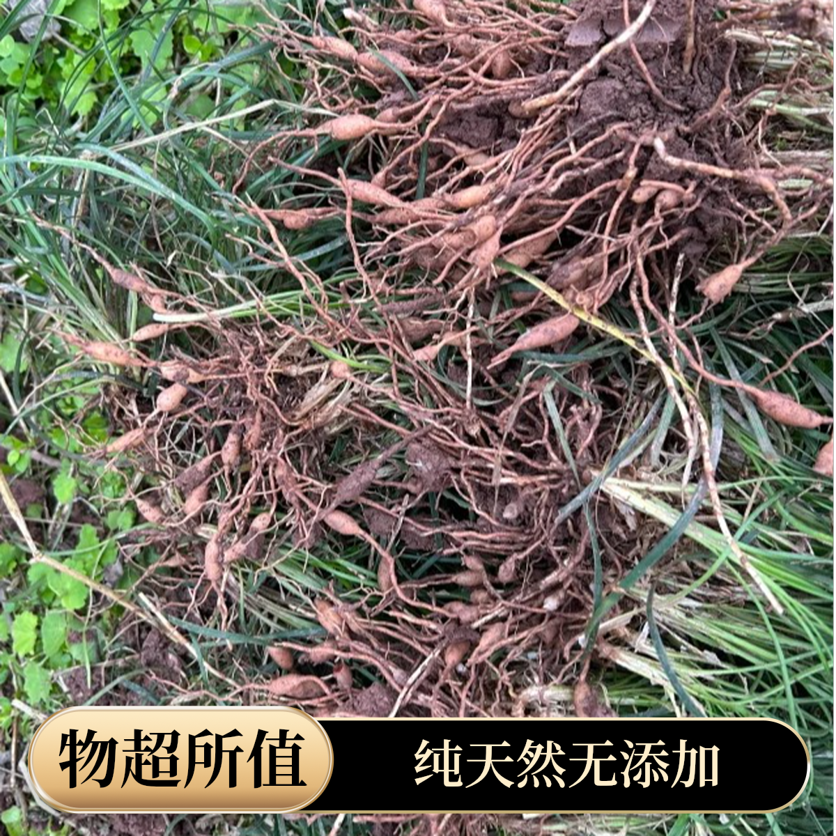 四川现挖新鲜麦冬颗粒饱满粒粒带芯煲汤泡水农产品