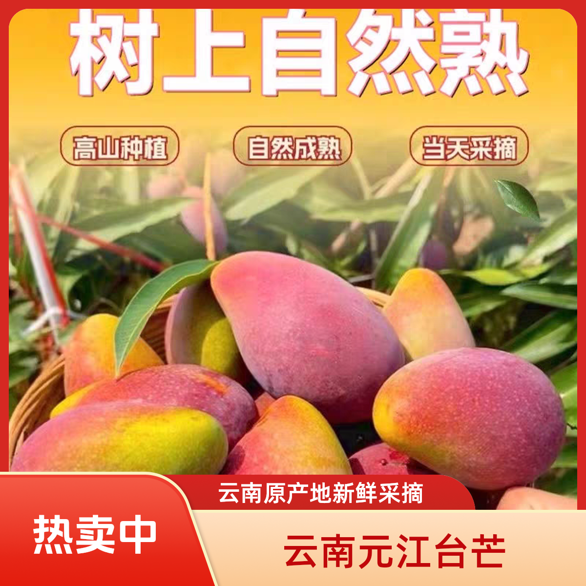元江小金凤贵妃芒香甜核小原产地水果发货包邮云南特色水果