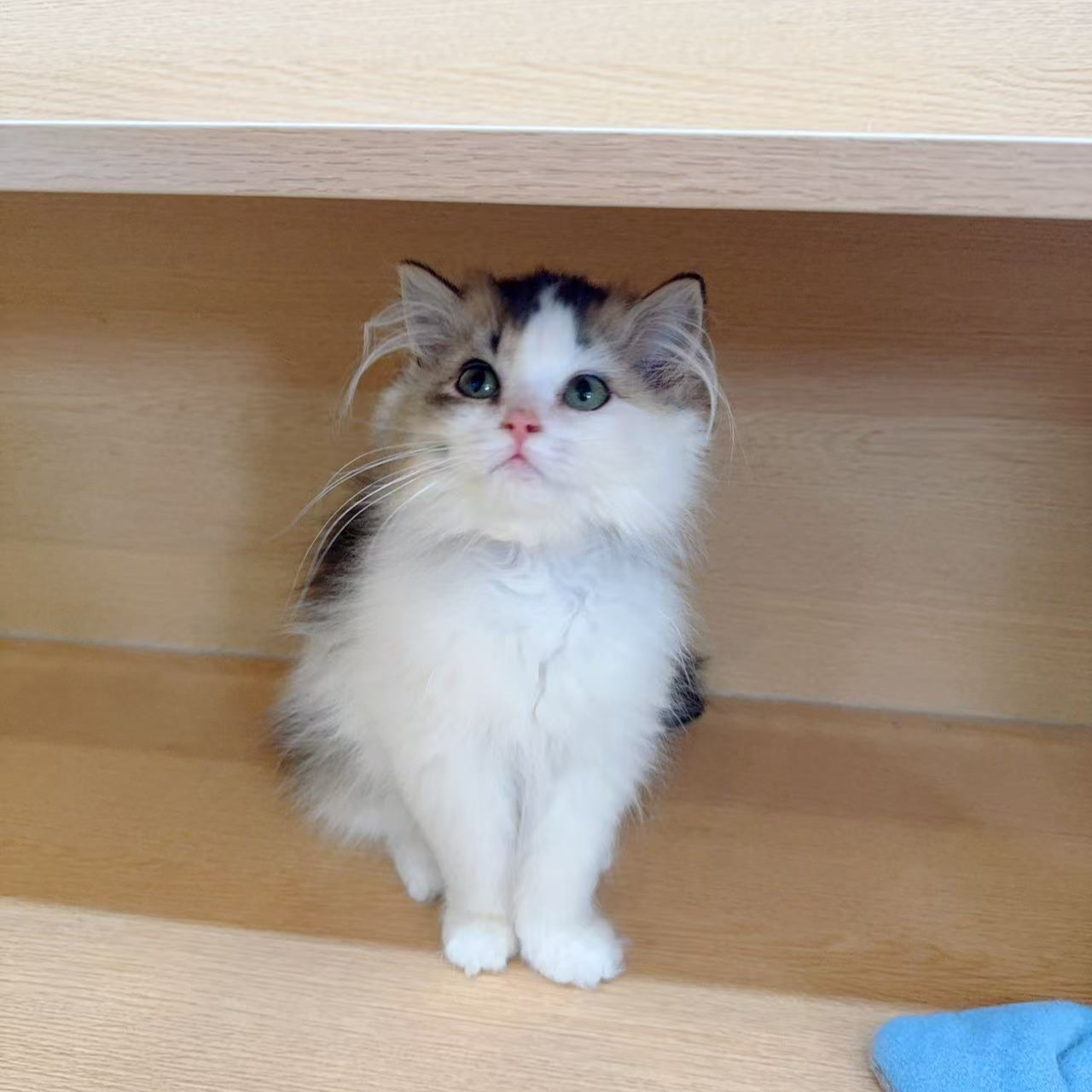 长毛猫金加白高地弟弟