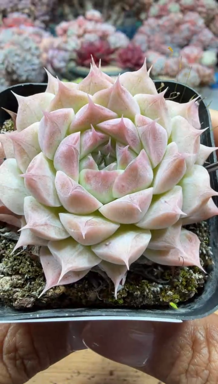 东云多肉园二店-140