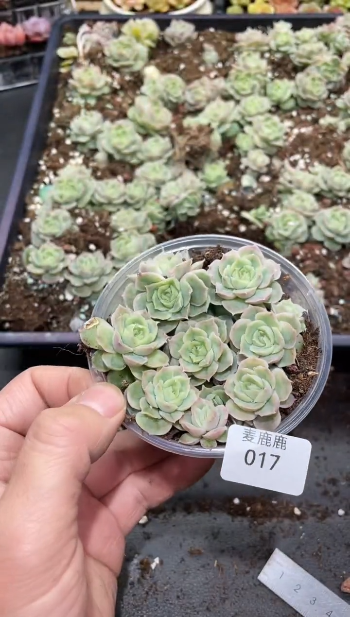 017虾饺        量拍