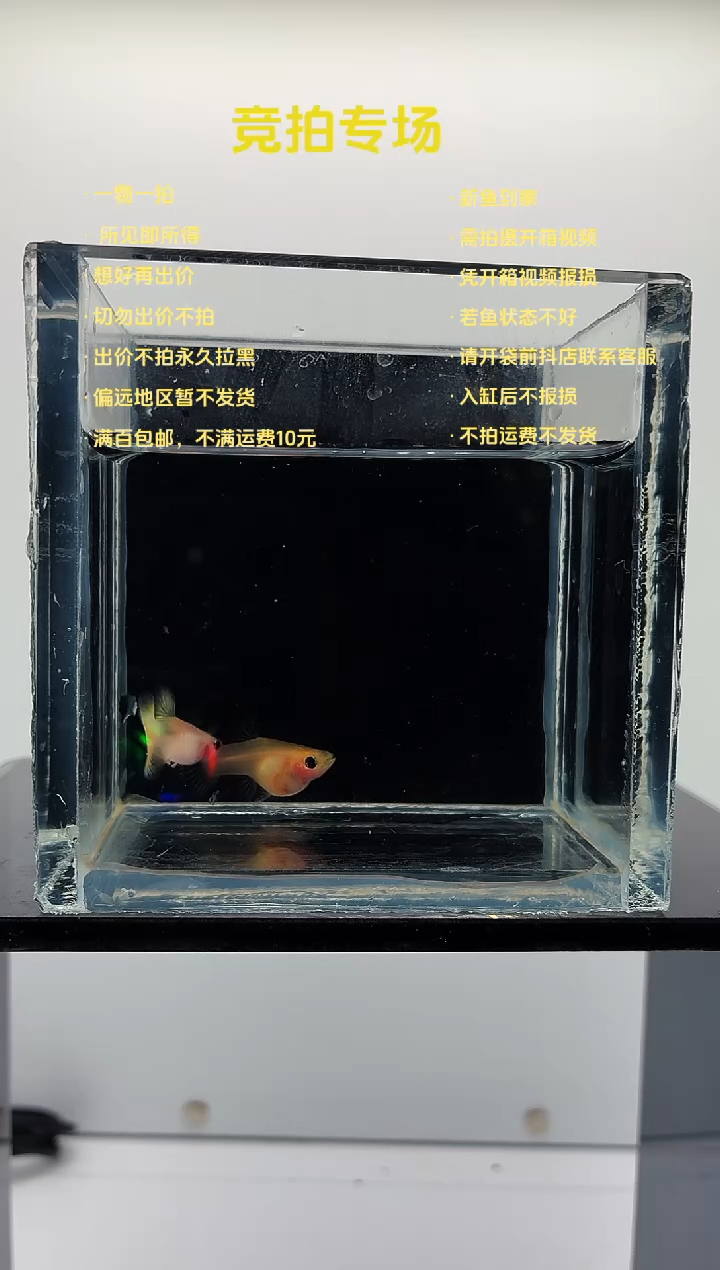 孔雀鱼幻彩粉猫一对-95