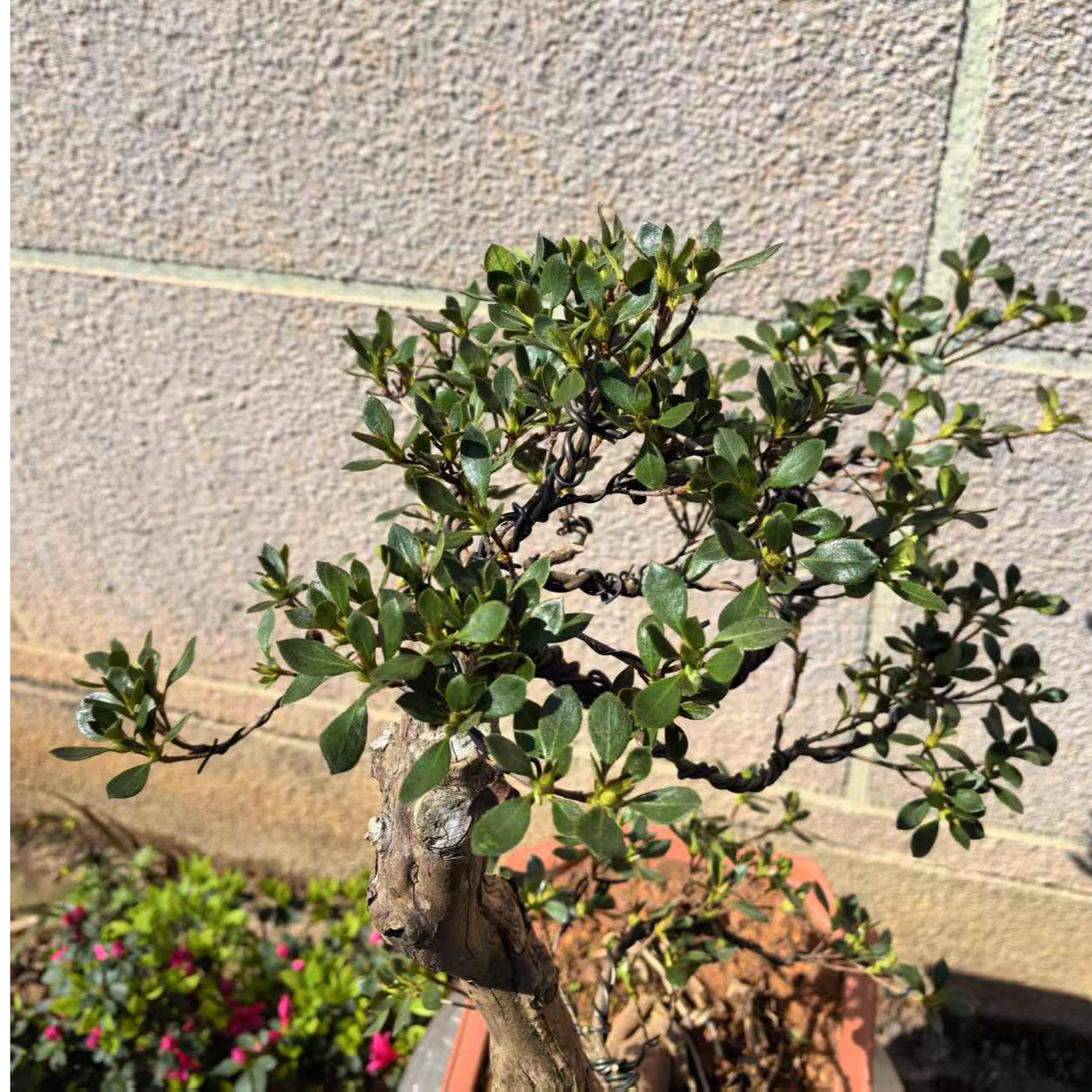 毛娟桩嫁接的高杆杜鹃盆景——一物一价