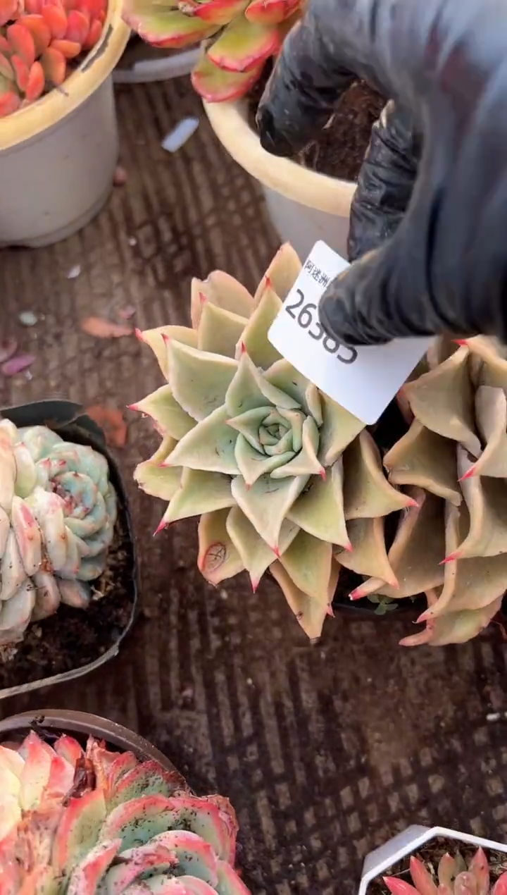 猫*多肉植物一物一拍26385