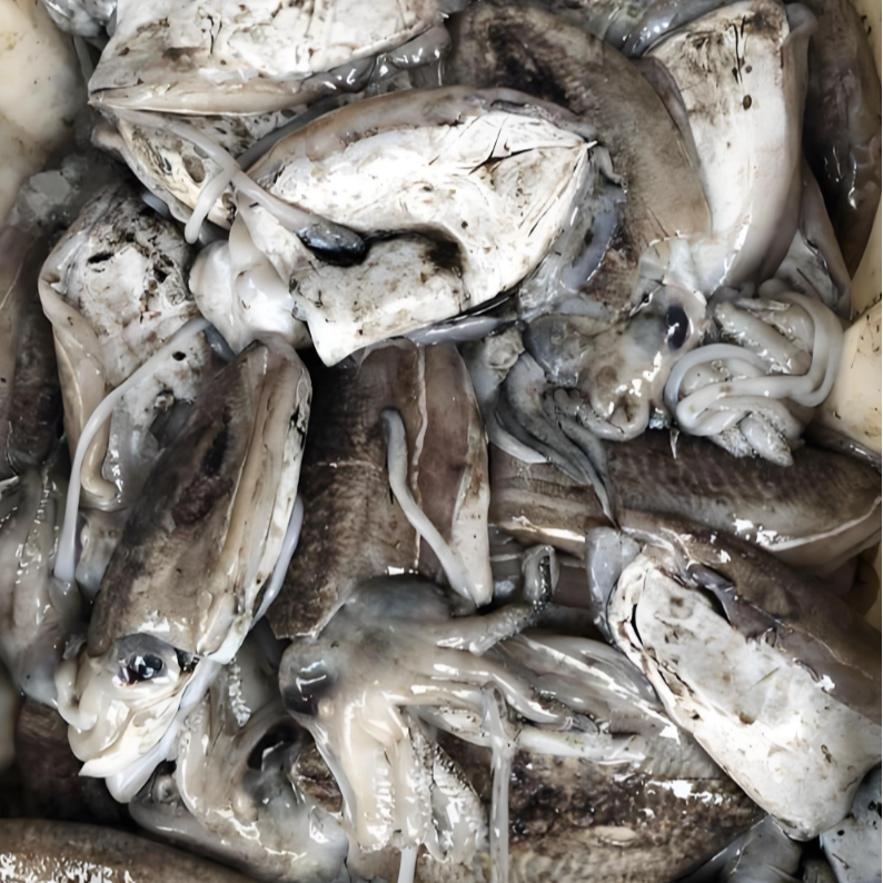 【4斤大墨鱼】东海小网海鲜野生海捕大墨鱼顺丰包邮