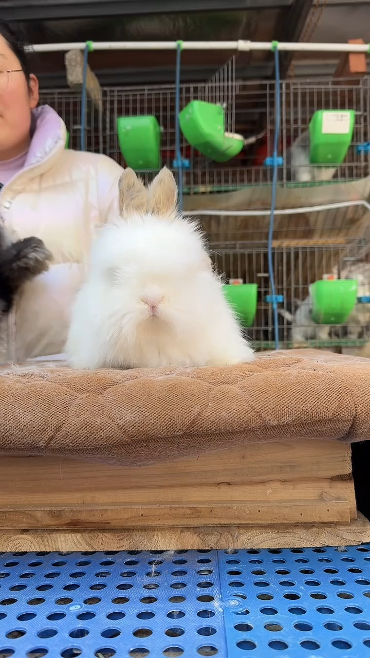 安哥拉安哥拉兔兔