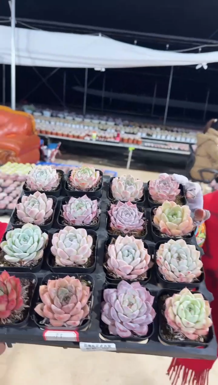 东云多肉园新款-02