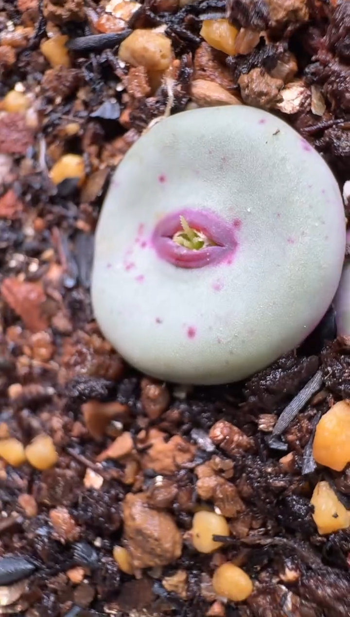 开***?多肉植物肉锥3-464 1968×se