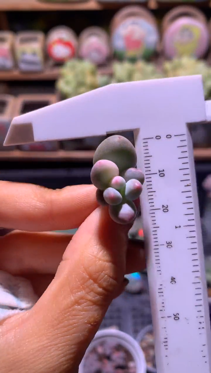 紫皮奶酪锦叶插苗，满28包邮，不满发一个叶片到付