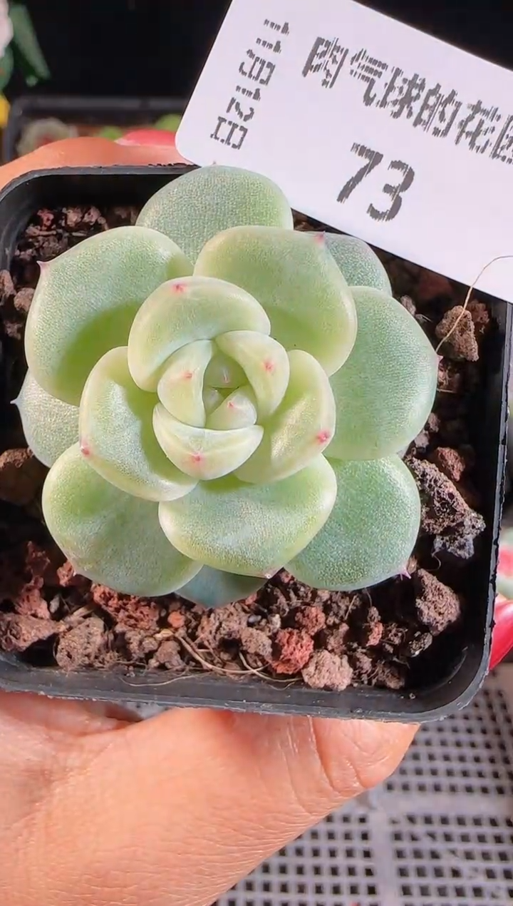 1112-73冰心17群生不包整