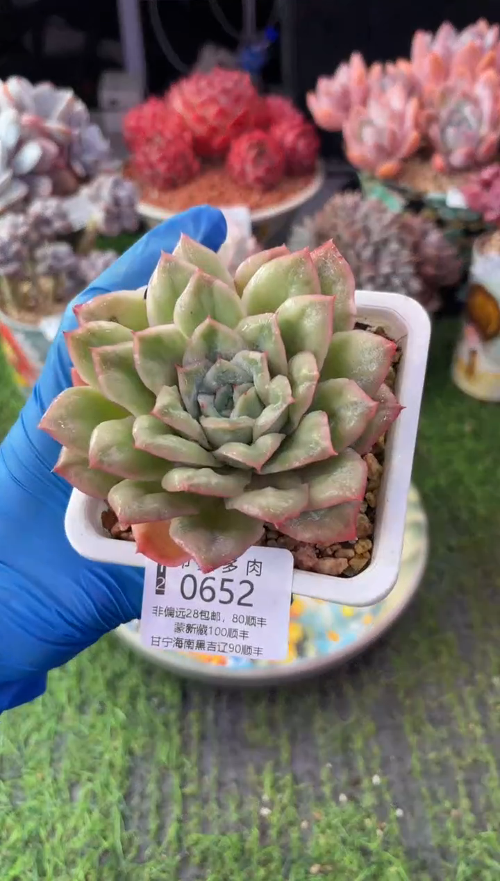 昆明印象多肉0652