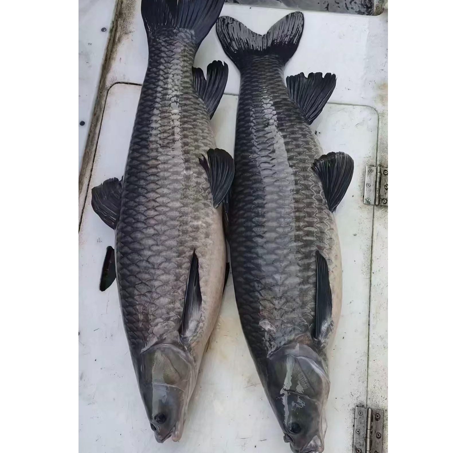 一物一拍vip专属链接下单后台改价（15-70斤）