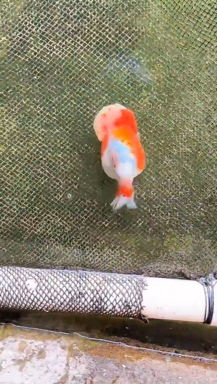 金鱼安*水娃娃观赏鱼兰寿金鱼  不包邮