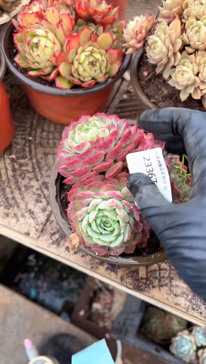青*多肉植物一物一拍23367