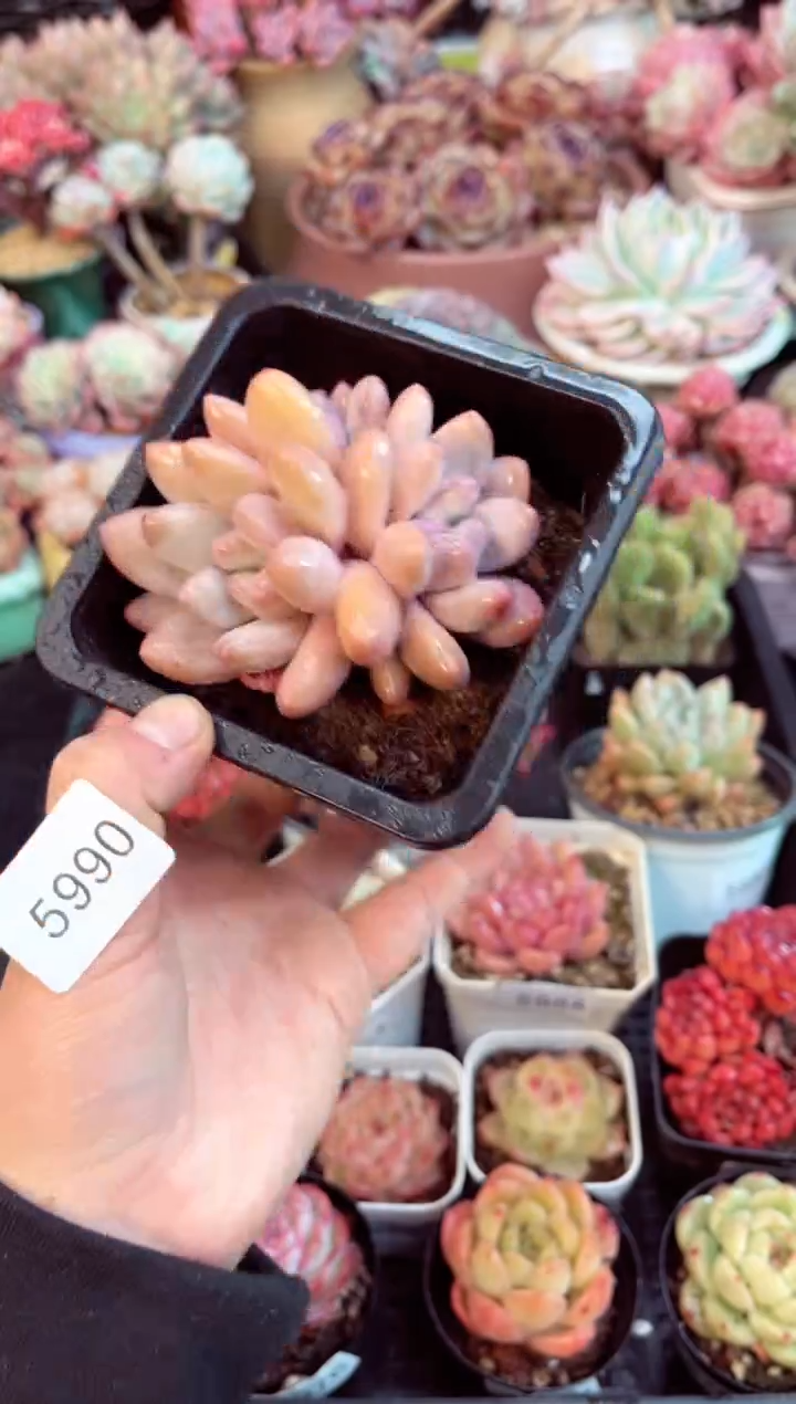 【闪购商品】5990群生香水多肉