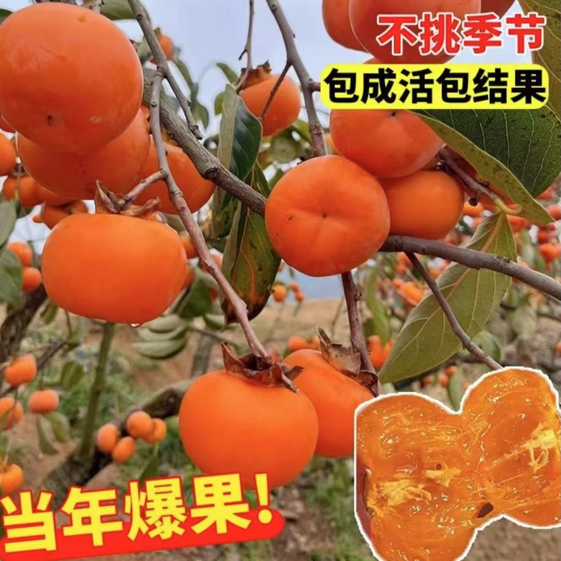 火晶柿子树苗耐寒老桩脆甜柿子南北方均可磨盘龙爪柿子柿子树新品