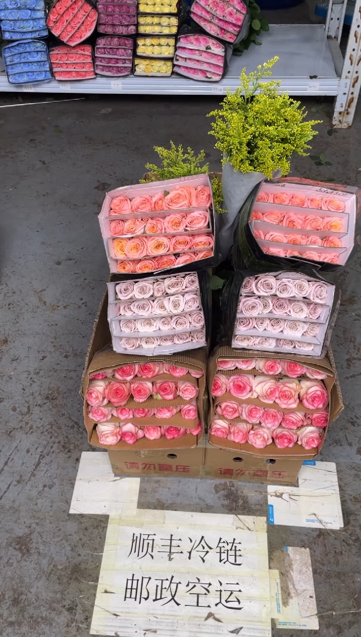 艾沙20枝+曼塔20枝+微光20枝+黄莺