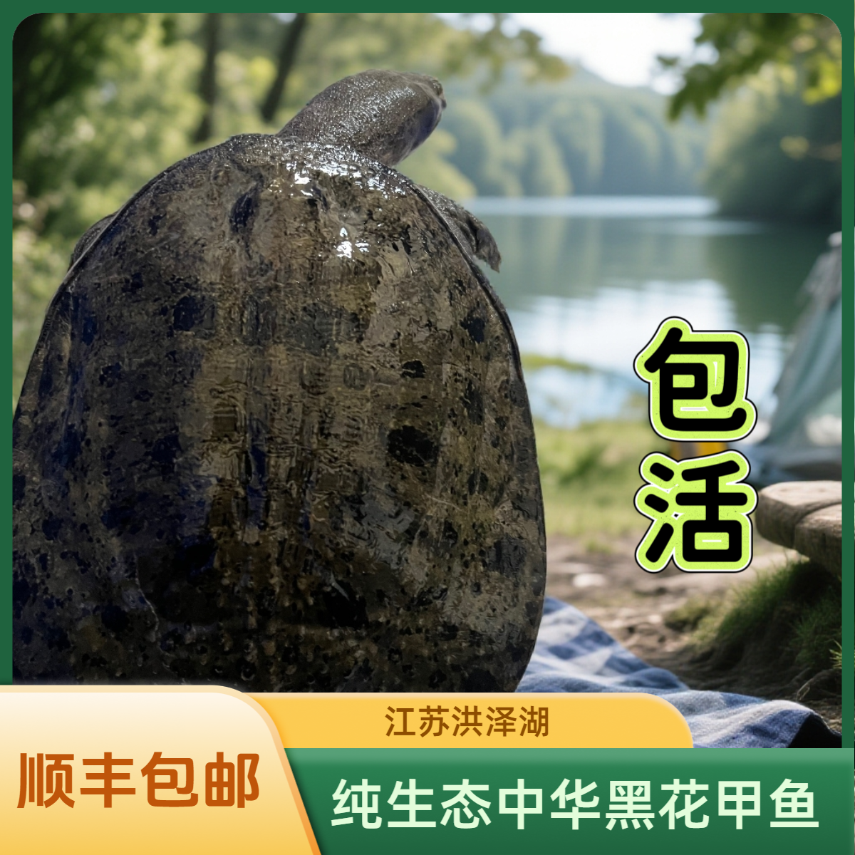 中华黑花甲鱼 现挑现选  一物一拍 新鲜外塘野养生态老鳖产地直发