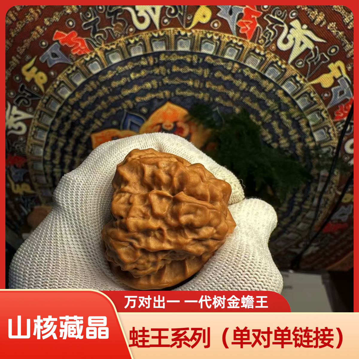 山核藏晶一代树 金蟾王万对出一蛤蟆头，今年新果蛙王边44 肚47