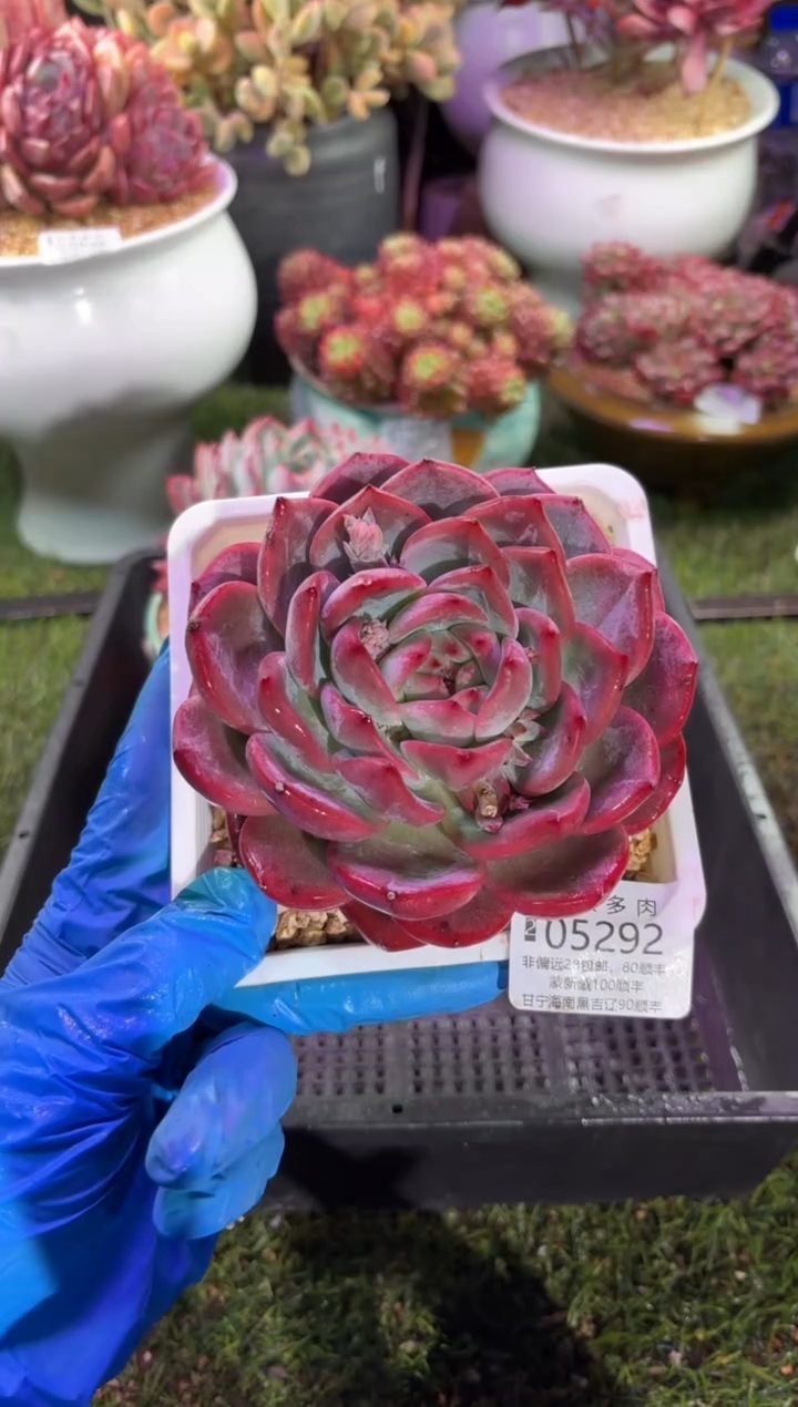 【闪购商品】05292