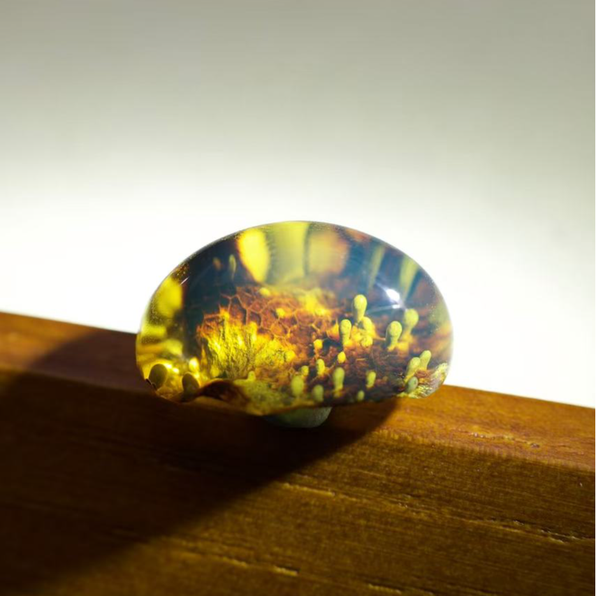 天然缅甸琥珀金珀蓝珀特色孢子植物意境戒面无优化原矿珠宝包邮
