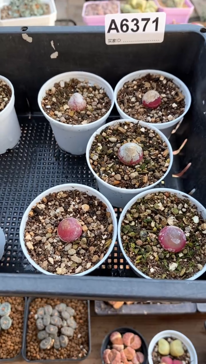 【闪购商品】6371直播一物一拍