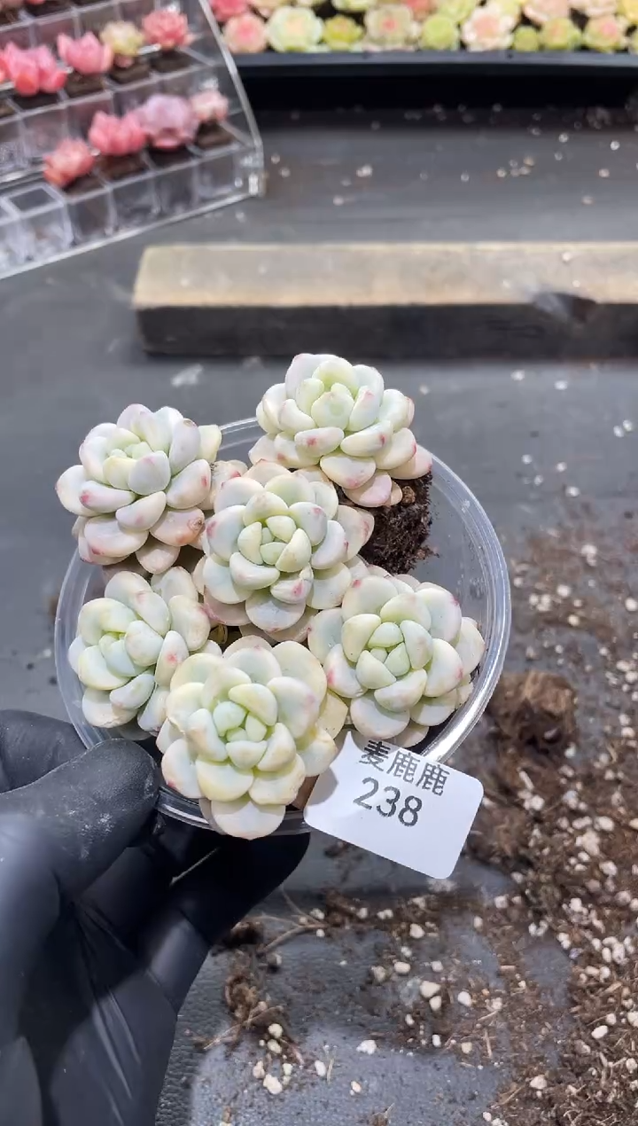 238劳尔锦      量拍