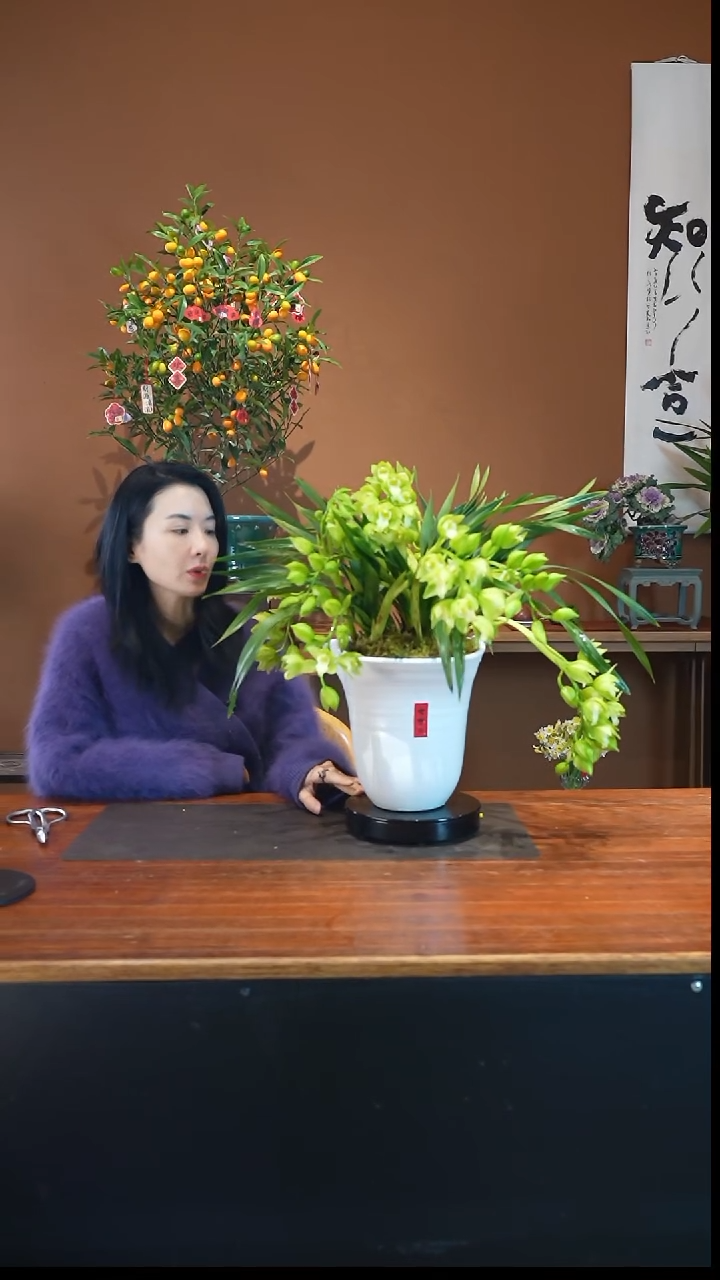 全部花朵绿精灵盆景盆景