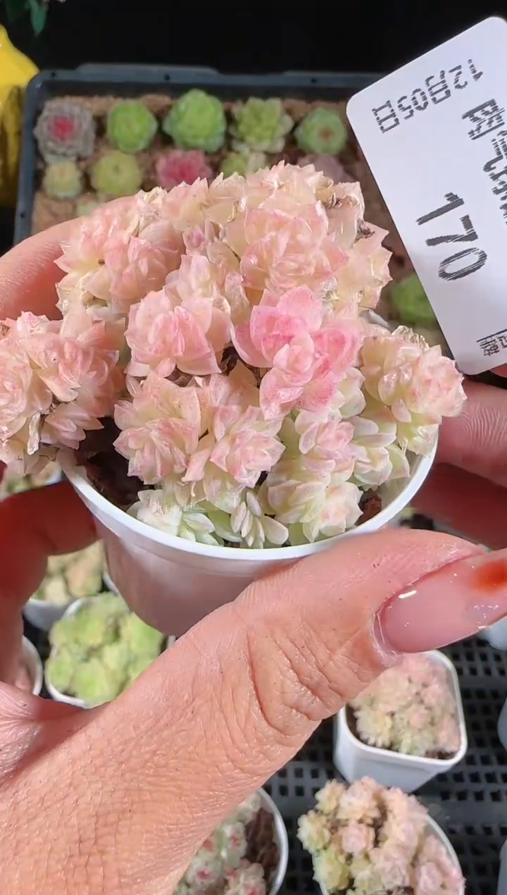 1205-170多肉群生不包整